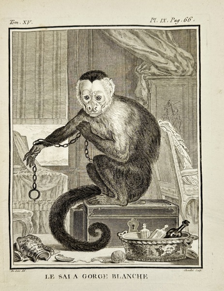 Jacques de Sève (active 18th century)  – White-Throated Capuchin Monkey (Le Sai à Gorge Blanche) – Engraving (18th Century)