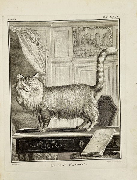 Louis Le Grand (active 18th century)  – Angora Cat (Le Chat d’Angora) – Engraving (18th Century)