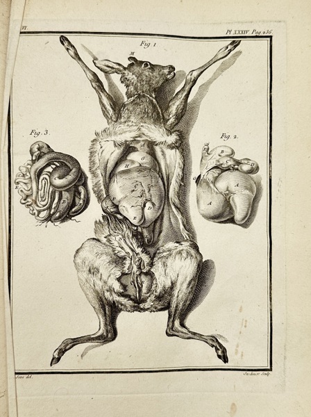 Jacques de Sève (active 18th century)  – Dissection of a Hare Showing Internal Organs – Engraving (18th Century)