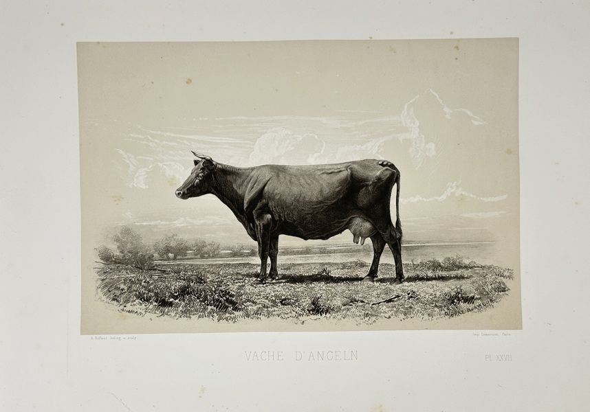Émile Baudement (1819–1886)  – Angeln Cow (Vache d’Angeln) – Heliogravure Print Finished with Engraving and Lithography  (1861–1862)