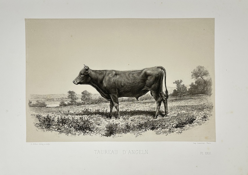 Émile Baudement (1819–1886) – Bull from Angeln (Taureau d’Angeln) – Heliogravure Print Finished with Engraving and Lithography (1861–1862)