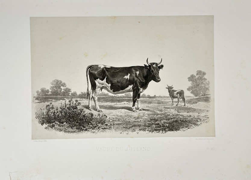 Émile Baudement (1819–1886) – Cow from Jutland (Vache du Jutland) – Heliogravure Print Finished with Engraving and Lithography (1861–1862)