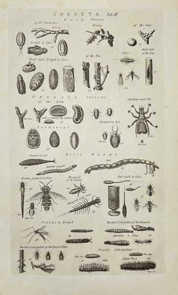Isaac Taylor (1730–1807) – Scientific Plate of Insects and Their Host Plants – Copperplate Engraving (Late 18th Century)