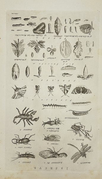 Isaac Taylor (1730–1807) – Scientific Plate of Insects and Their Transformations – Copperplate Engraving (Late 18th Century)