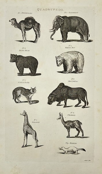 Isaac Taylor (1730–1807)  – Scientific Plate of Quadrupeds – Copperplate Engraving (Late 18th Century)