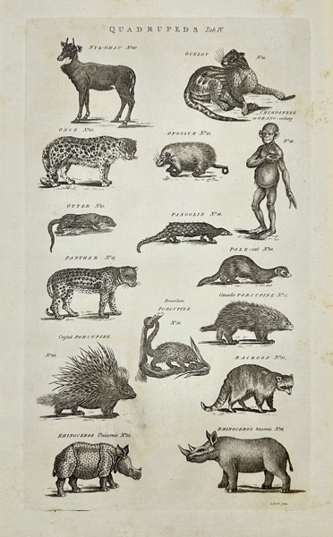 Isaac Taylor (1730–1807) – Scientific Plate of Exotic Quadrupeds – Copperplate Engraving (Late 18th Century)