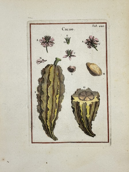 Joseph Pitton de Tournefort (1656–1708) – Hand-Colored Botanical Engraving – Cacao (Theobroma Cacao) – (1719)