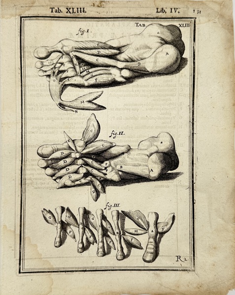 Adriaan van den Spiegel (XVII) & Giulio Casseri - De humani corporis fabrica libri decem - Human Anatomy 