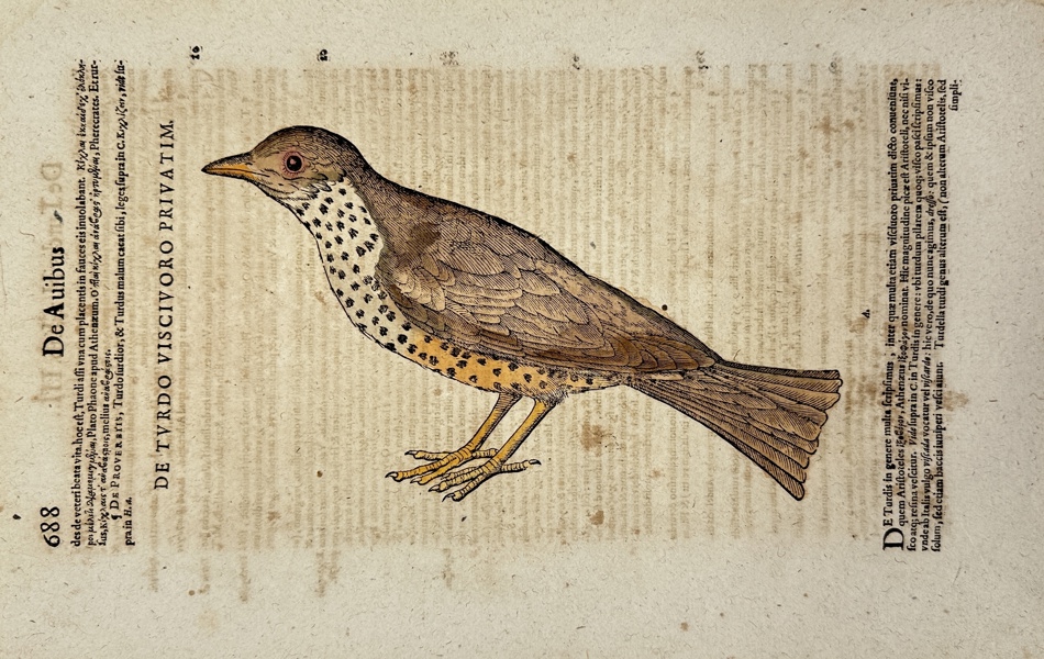 Conrad Gessner (1516–1565) – De Turdis – Historiae Animalium – Hand-Coloured Engraving (16th Century)