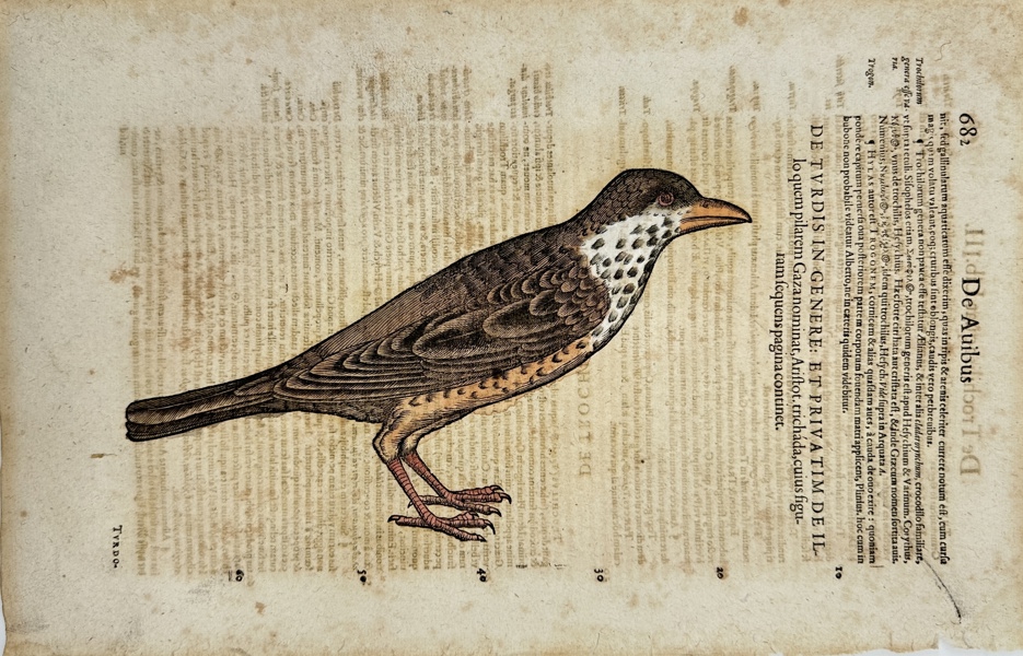 Conrad Gessner (1516–1565) – Turdus (Thrush) – Hand-Colored Woodcut Engraving from Historiae Animalium (1555)