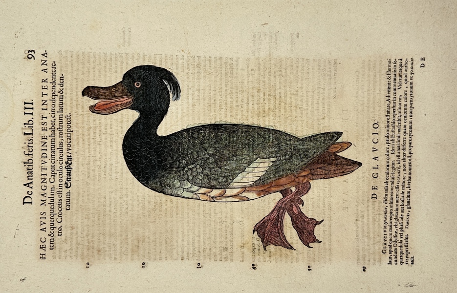Conrad Gessner (1516–1565) – De Glaucio – Historiae Animalium – Hand-Coloured Engraving (16th Century)