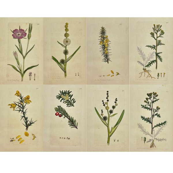 James Sowerby (1757 - 1822) - Set of 8 Antique Prints - Agrostemma Githago - Corncockle - Ulex Europaeus - Gorse - Ulex Nanus