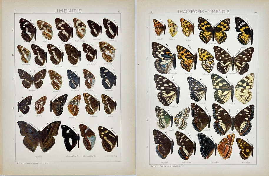 Adalbert Seitz – Set of 2 Butterfly Prints – Thaleropis limenitis and Limenitis Species – Chromolithographies (1909–1915)