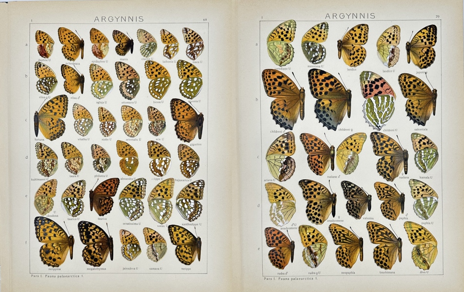 Adalbert Seitz – Set of 2 Antique Butterfly Prints – Argynnis Species – Chromolithographies (1909–1915)