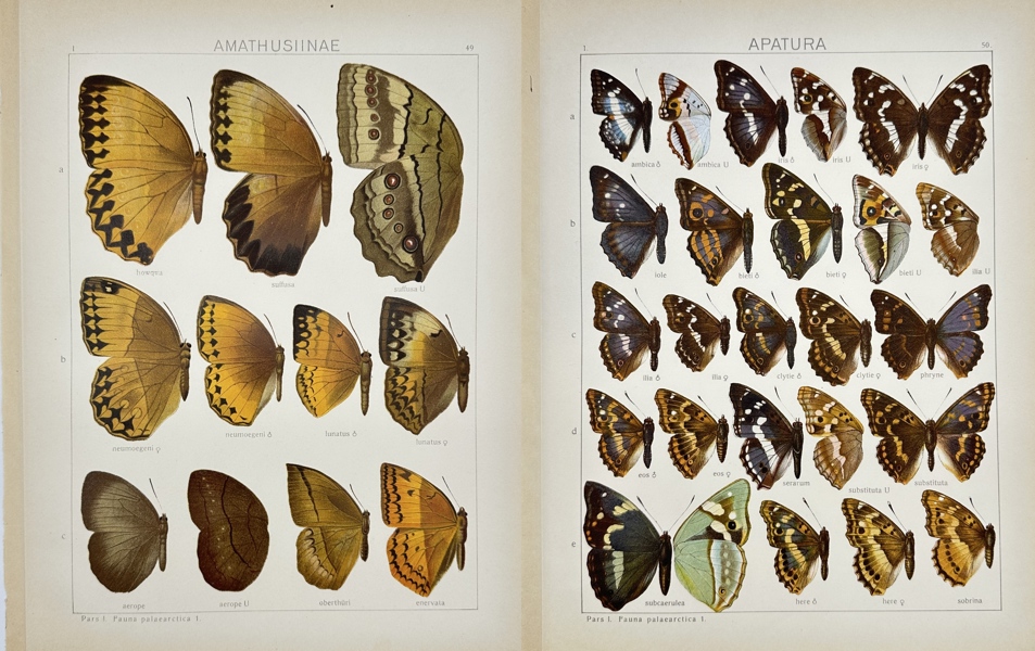 Adalbert Seitz  - Set of 2 Prints – Amathusiinae Butterfly & Apatura, Hamadryas, Silk Moth – Chromolithographies (1909–1915)