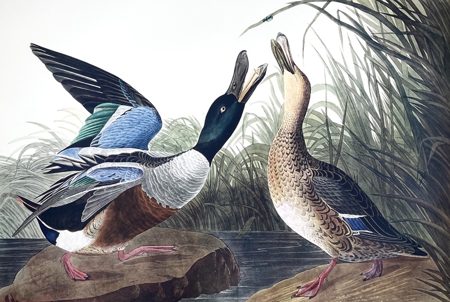 John James Audubon - Birds Of America Double Elephant Folio - Shoveller Duck - Anas Clypeata (1973)