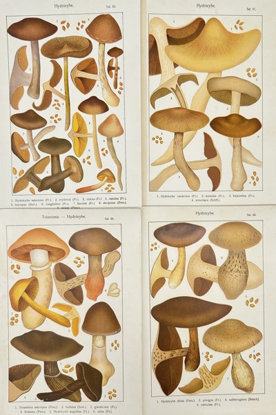 Carl Gustav Jönsson – Set of 4 Botanical Mushroom Plates – Hydropus, Telamonia, Hygrocybe – Chromolithographs (c.1900s)
