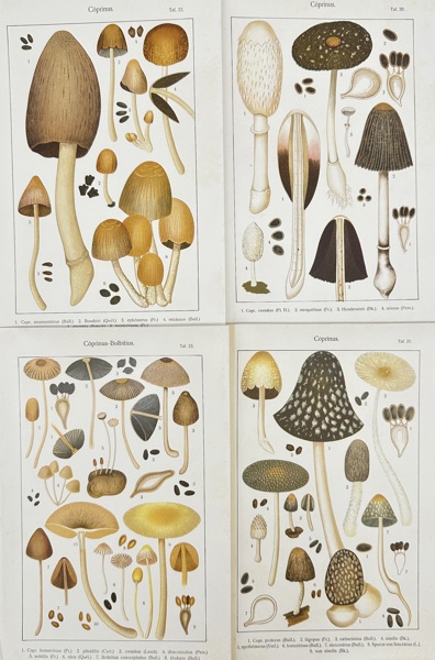Carl Gustav Jönsson – Set of 4 Botanical Mushroom Plates – Coprinus and Coprinus-Bolbitius Species – Chromolithographs (c.1900s)