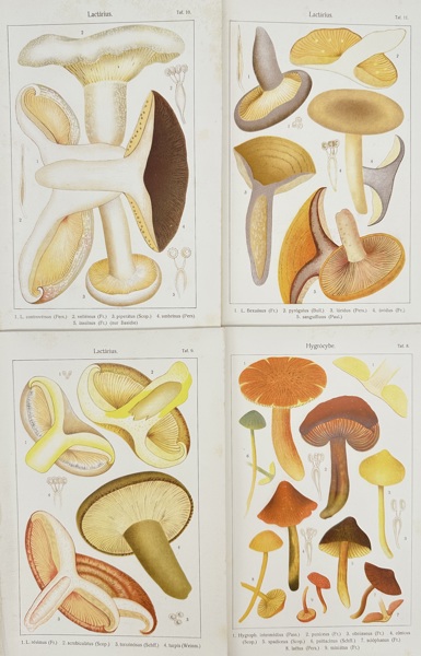 Carl Gustav Jönsson – Set of 4 Botanical Mushroom Plates – Lactarius and Hygrocybe Species – Chromolithographs (c.1900s)