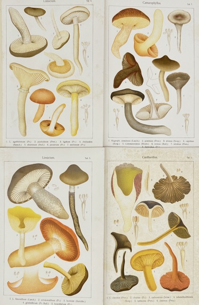 Carl Gustav Jönsson – Set of 4 Botanical Mushroom Plates – Limacium, Camarophyllus, and Cantharellus – Chromolithographs (c.1900s)