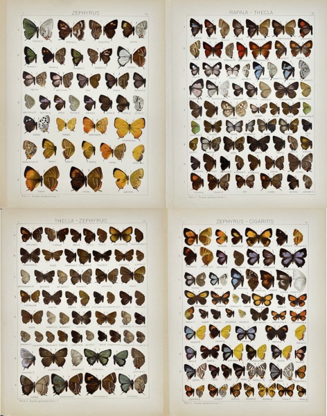 Adalbert Seitz (1860–1938) – Set of 4 Butterfly Plates – Zephyrus, Thecla, Cigaritis – Chromolithographs from Die Gross-Schmetterlinge der Erde (1909–1915)