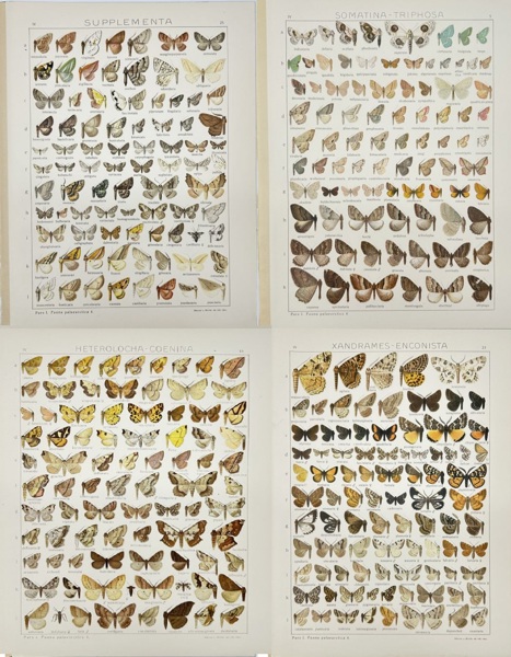 Adalbert Seitz (1860–1938) – Set of 4 Butterfly Plates – Heterolocha, Xandrames, Somatina, Nymphalidae – Chromolithographs from Die Gross-Schmetterlinge der Erde (1909–1915)