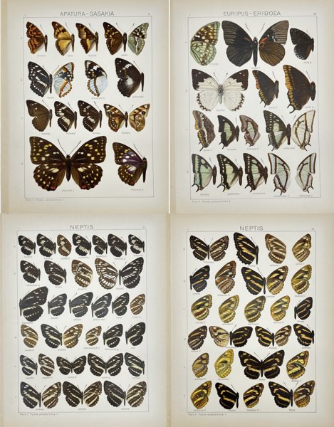 Adalbert Seitz (1860–1938) – Set of 4 Butterfly and Moth Plates – Sasakia, Eupius-Eriboea, Neptis – Chromolithographs from Die Gross-Schmetterlinge der Erde (1909–1915)