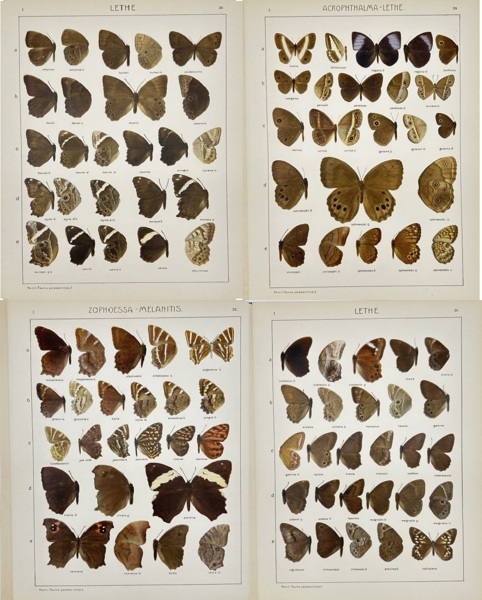 Adalbert Seitz (1860–1938) – Set of 4 Butterfly Plates – Lethe, Acrophthalma, Zophoessa – Chromolithographs from Die Gross-Schmetterlinge der Erde (1909–1915)