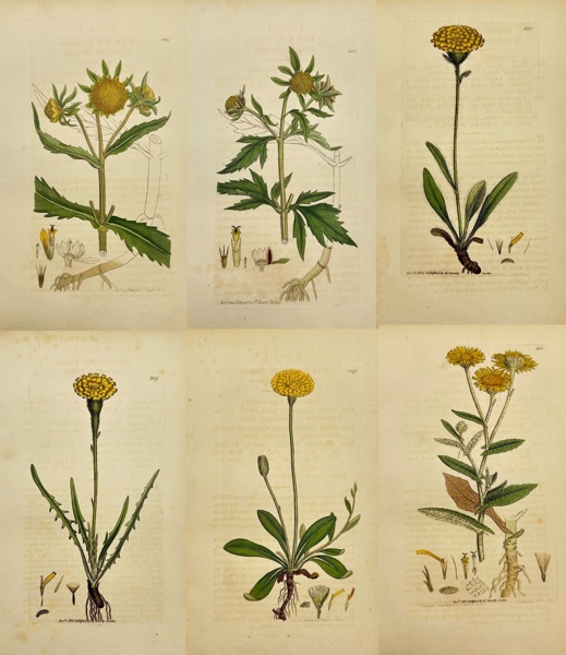 James Sowerby (1757–1822) – Set of 6 Botanical Plates – Wildflowers of the British Isles – Hand-Coloured Engravings from English Botany (1790–1814)