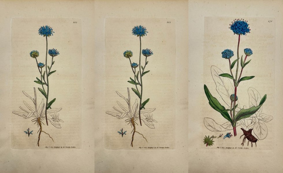 James Sowerby (1757–1822) – Set of 3 Botanical Plates – Jasione montana and Scabiosa succisa – Hand-Coloured Engravings from English Botany (1790–1814)