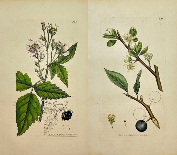 James Sowerby (1757–1822) – Set of 2 Botanical Plates – Rubus caesius and Prunus insititia – Hand-Coloured Engravings from English Botany (1790–1814)