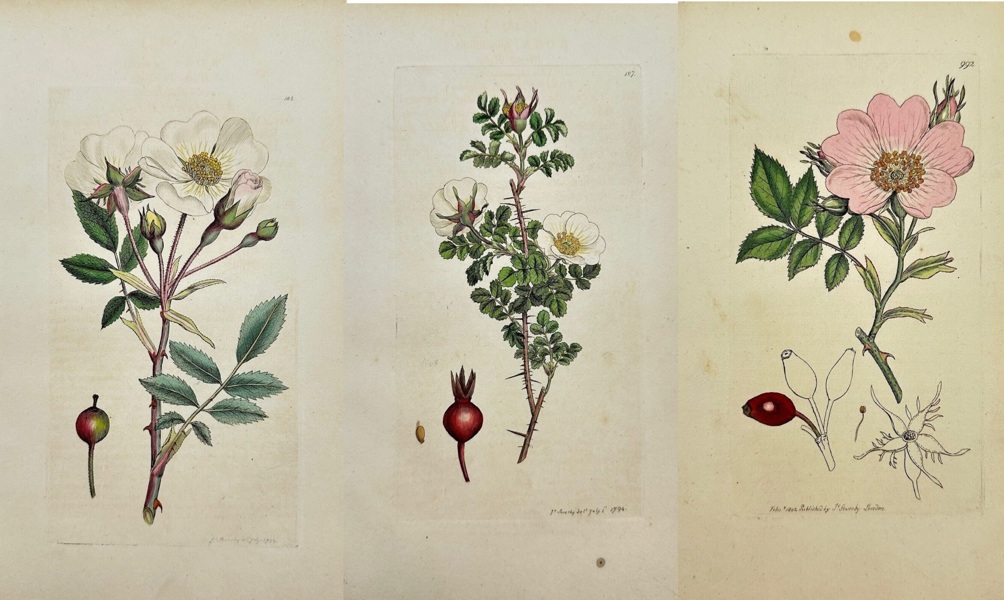 James Sowerby (1757–1822) – Set of 3 Botanical Plates – Rosa arvensis, Rosa spinosissima, Rosa canina – Hand-Coloured Engravings from English Botany (1790–1814)