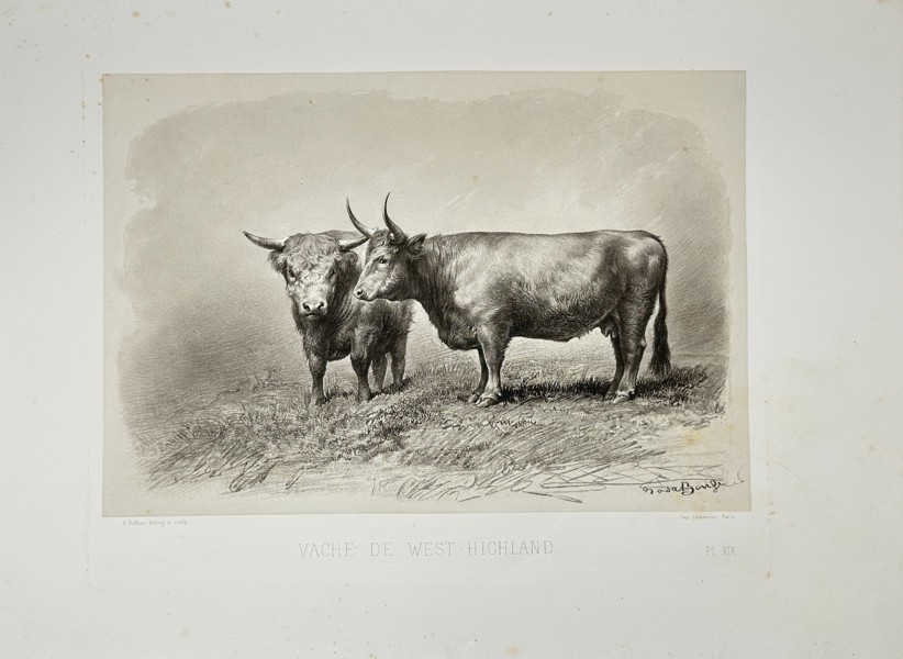 Émile Baudement (1819–1886) – West Highland Cow (Vache de West-Highland) – Heliogravure with Engraving and Lithography from Les Races bovines au Concours universel agricole de Paris en 1856 (1862)