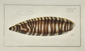 Marcus Elieser Bloch (1723–1799) – Zebra Fish (Pleuronectes Zebra) – Hand-Coloured Copper Engraving (1785–1788)