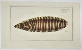 Marcus Elieser Bloch (1723–1799) – Zebra Fish (Pleuronectes Zebra) – Hand-Coloured Copper Engraving (1785–1788)