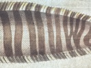 Marcus Elieser Bloch (1723–1799) – Zebra Fish (Pleuronectes Zebra) – Hand-Coloured Copper Engraving (1785–1788)