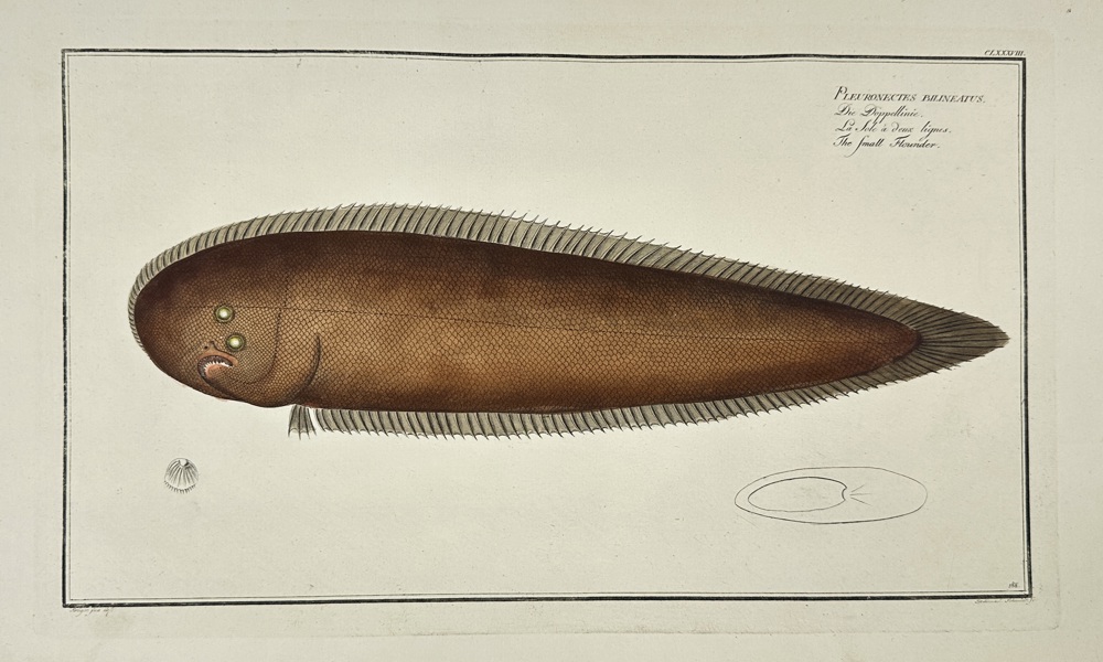 Marcus Elieser Bloch (1723–1799) – Small Flounder (Pleuronectes Malachius) – Hand-Coloured Copper Engraving (1785–1788)