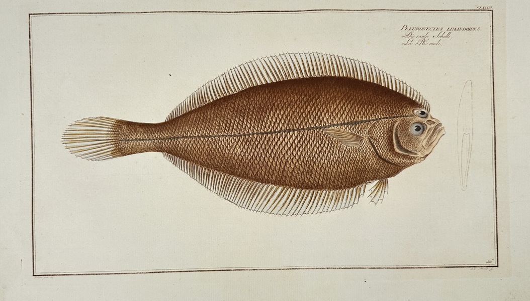 Marcus Elieser Bloch (1723–1799) – Red Sole (Pleuronectes Limanda) – Hand-Coloured Copper Engraving (1785–1788)