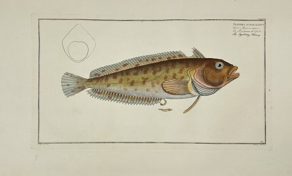 Marcus Elieser Bloch (1723–1799) – Spotted Blenny (Blennius Guttatus) – Hand-Coloured Copper Engraving (1785–1788)