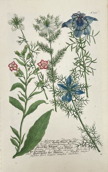 Johann Wilhelm Weinmann (1683–1741) & Georg Dionysius Ehret (1708–1770) – Nicotiana Tabacum & Nigella Species – Hand-Coloured Copper Engraving (c.1737–1745)