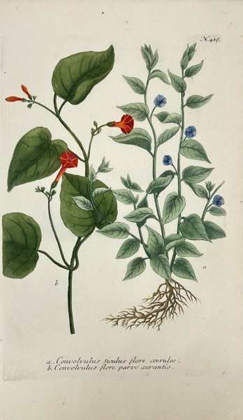 Johann Wilhelm Weinmann (1683–1741) & Georg Dionysius Ehret (1708–1770) – Convolvulus with Blue and Orange Flowers – Hand-Coloured Copper Engraving (c.1737–1745)