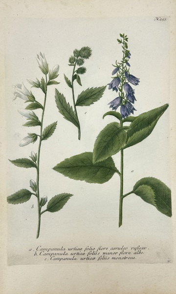 Johann Wilhelm Weinmann (1683–1741) & Georg Dionysius Ehret (1708–1770) – Campanula urticaefolia Varieties – Hand-Coloured Copper Engraving (c.1737–1745)