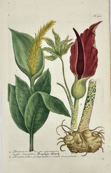 Johann Wilhelm Weinmann (1683–1741) & Georg Dionysius Ehret (1708–1770) – Dracunculus Species – Hand-Coloured Copper Engraving (c.1737–1745)