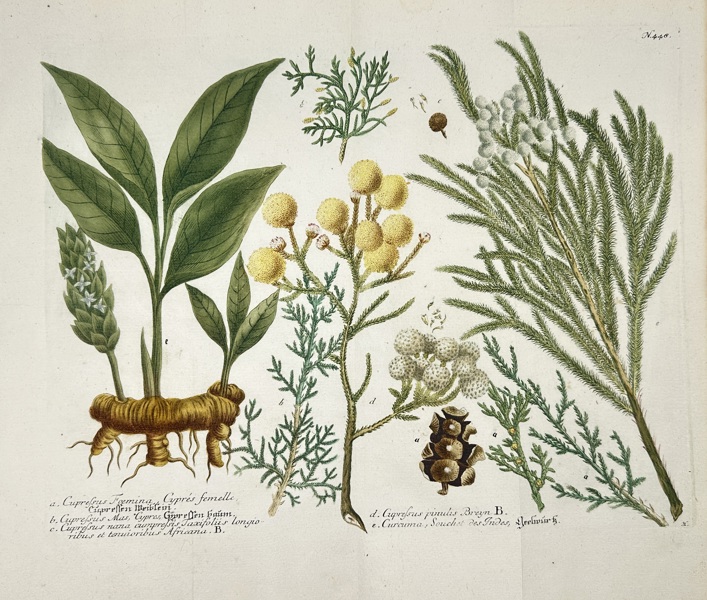 Johann Wilhelm Weinmann (1683–1741) – Caprifolium, Acacia & Curcuma – Hand-Coloured Copper Engraving (c.1737–1745)
