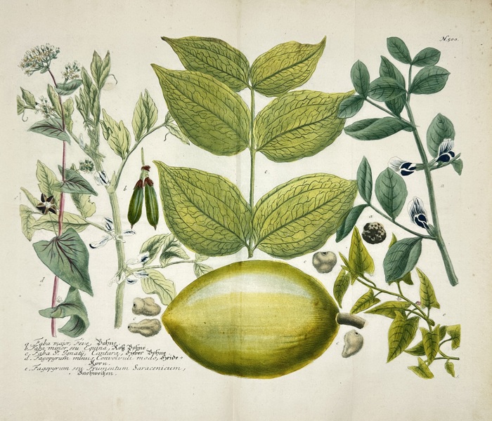 Johann Wilhelm Weinmann (1683–1741) – Citrus, Sesamum, Indigofera & Exotic Botanicals – Hand-Coloured Copper Engraving (c.1737–1745)