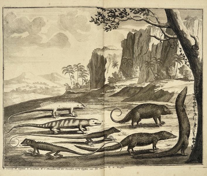 François Valentijn (1666–1727) – Cuscus, Lipanno, Kemphaan, Mongoose and Chameleons – Engraving (1724–1726)