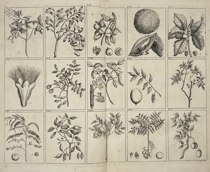 François Valentijn (1666–1727) – Exotic Fruits and Plants from the Dutch East Indies – Engraving (1724–1726)