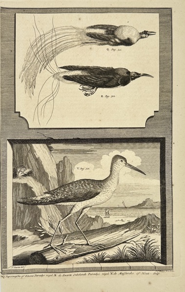 François Valentijn (1666–1727) – Birds of Paradise and Wader – Engraving (1724–1726)