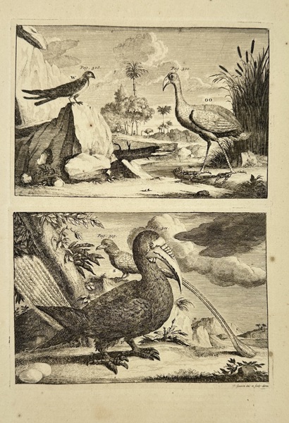 François Valentijn (1666–1727) – Tropical Birds from the East Indies – Engraving (1724–1726)
