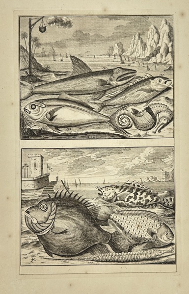 François Valentijn (1666–1727) – Marine Fishes from the Dutch East Indies – Engraving (1724–1726)